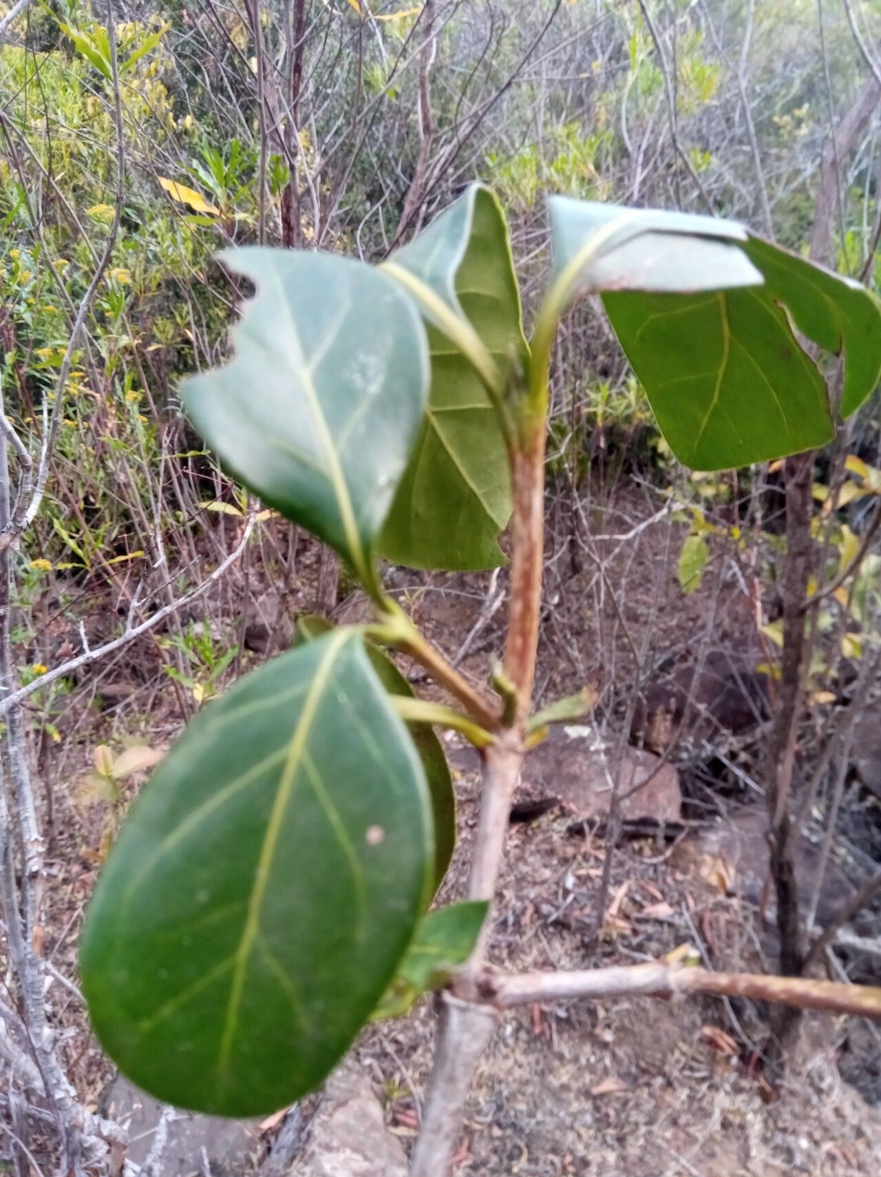 Pyrostria mandrarensis leaf