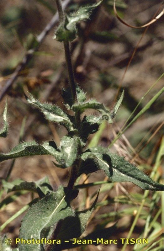 Hieracium rotgesianum other