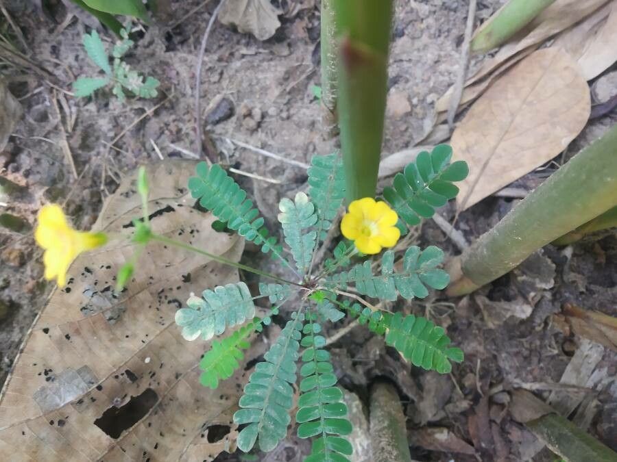 Biophytum sensitivum leaf