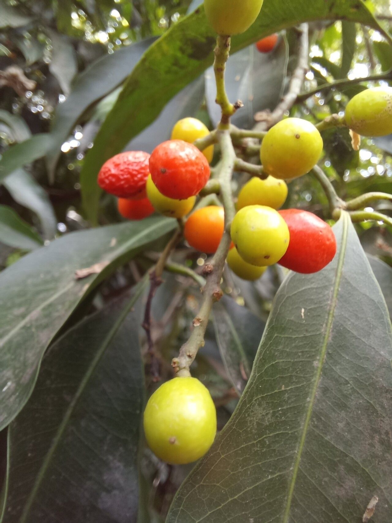 Vepris nobilis fruit