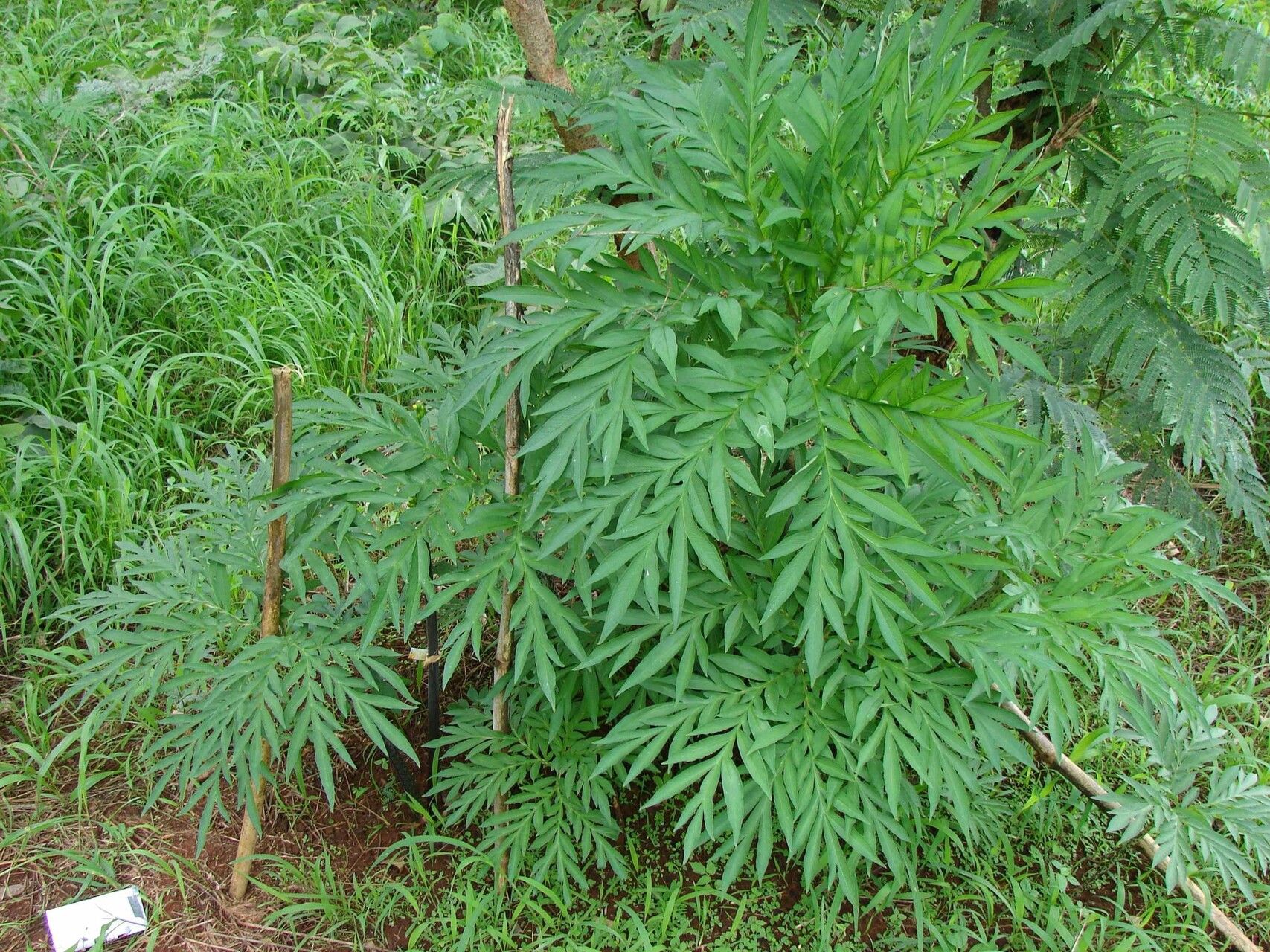 Amorphophallus mossambicensis habit