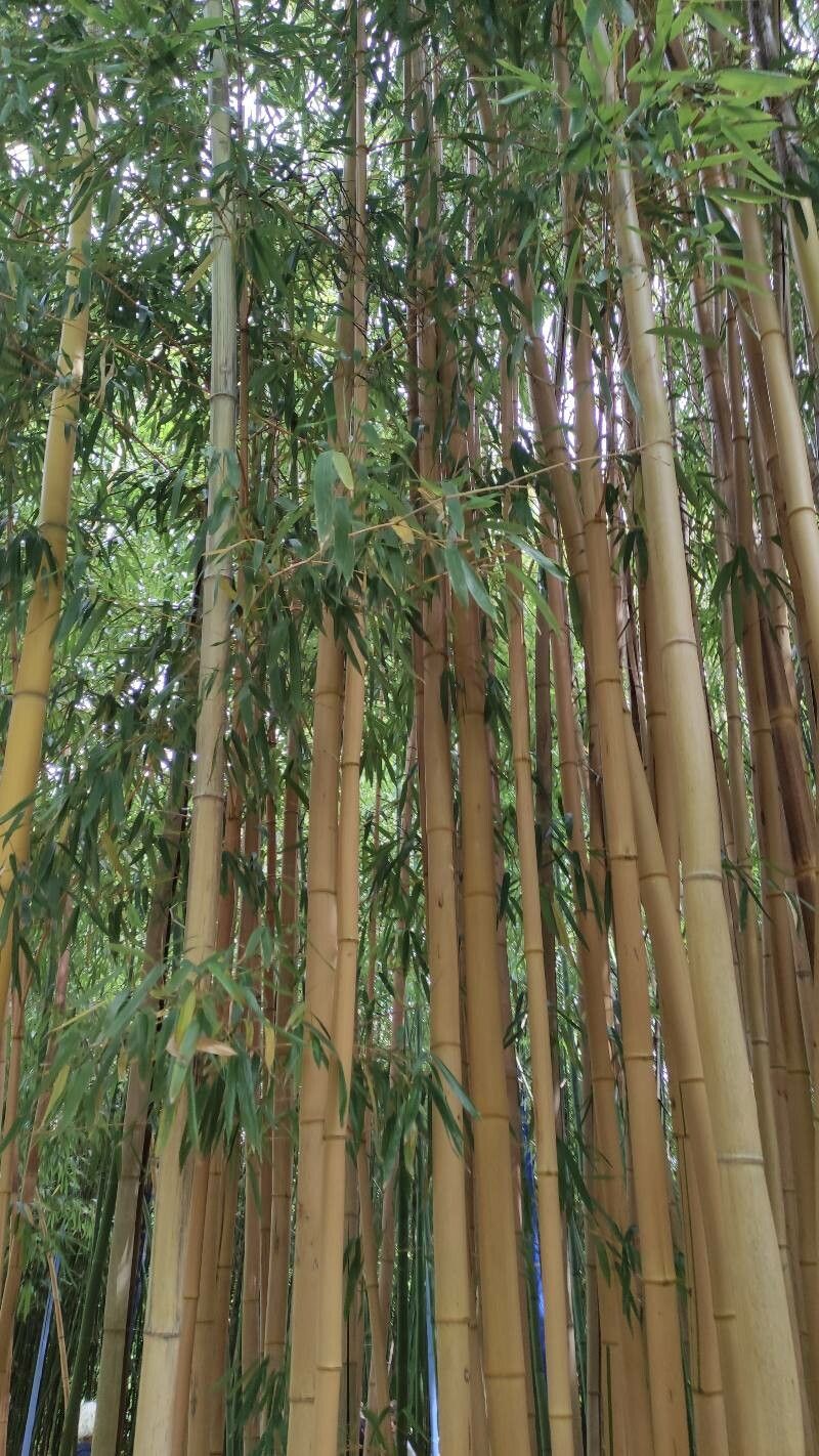 Phyllostachys vivax habit