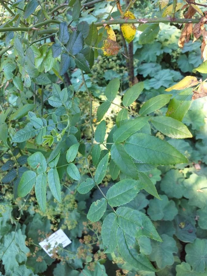 Rosa orientalis — houseplant care guide