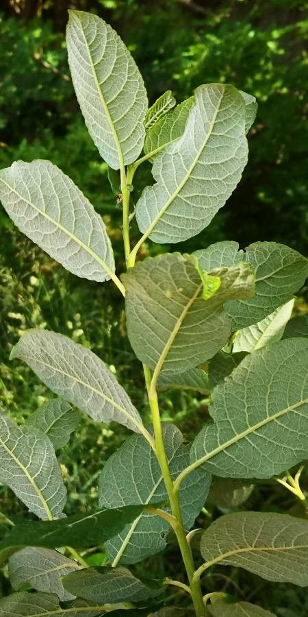 Salix appendiculata leaf