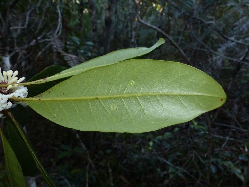 Pittosporum aliferum