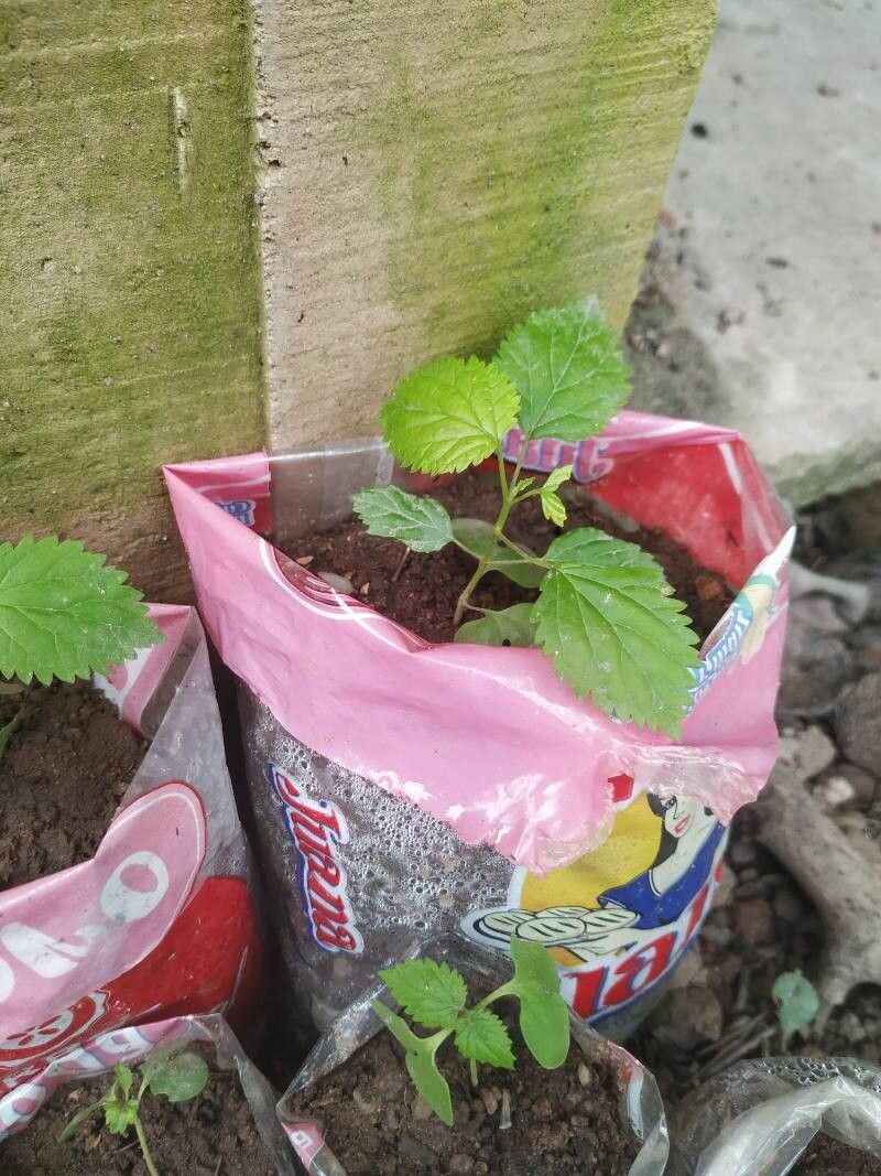 Handroanthus cristatus — search result for 'Handroanthus'