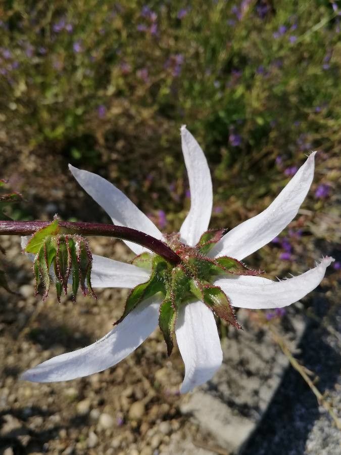 Michauxia tchihatcheffii flower