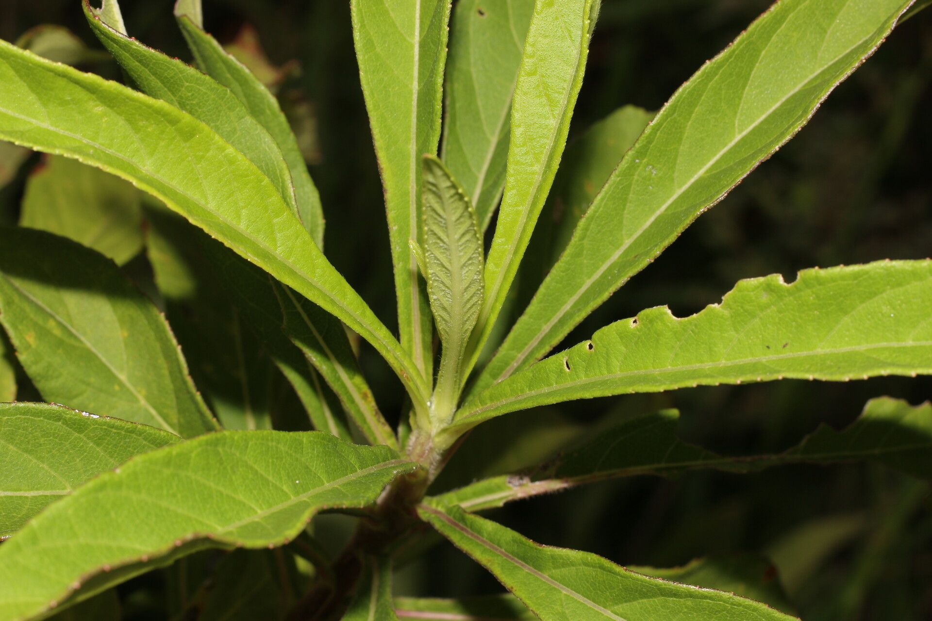 Verbesina pallens — houseplant care guide