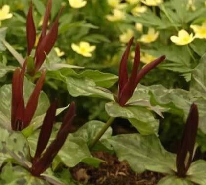 Trillium angustipetalum — related species from the same genus