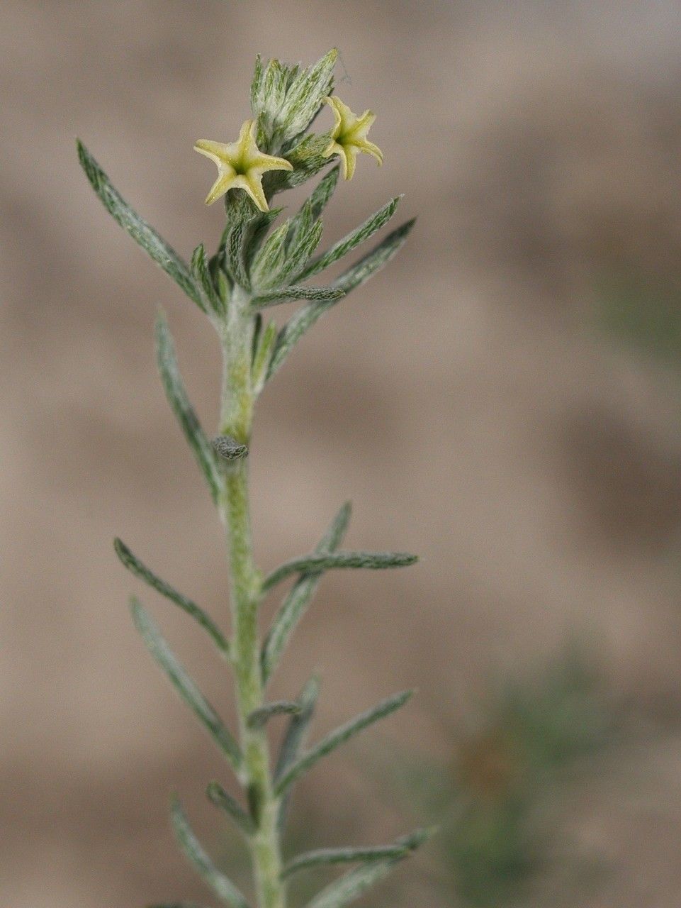 Euploca torreyi — search result for 'Euploca'