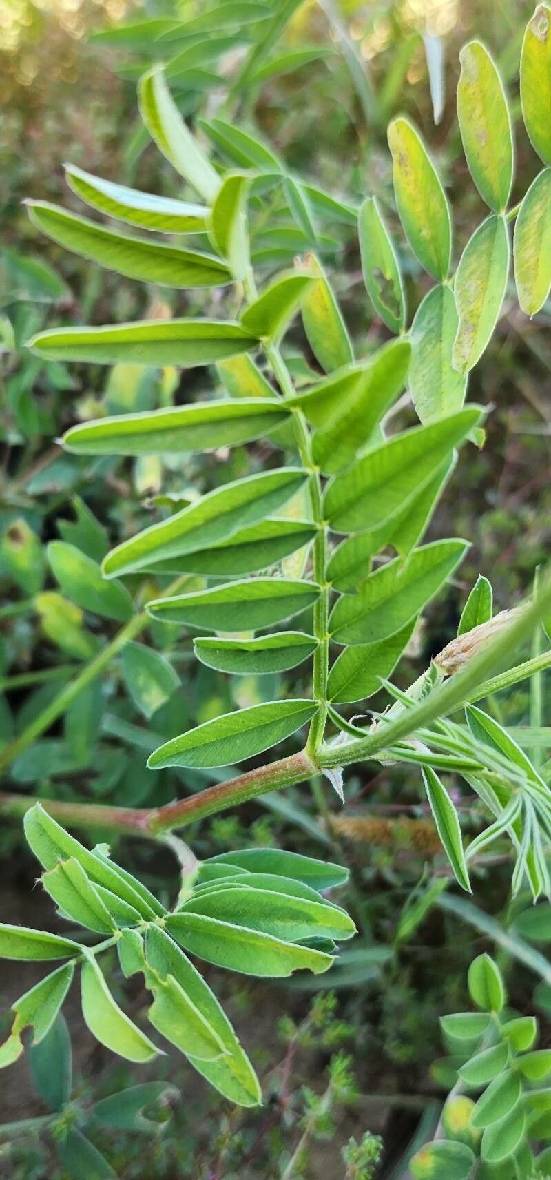 Onobrychis lunata leaf