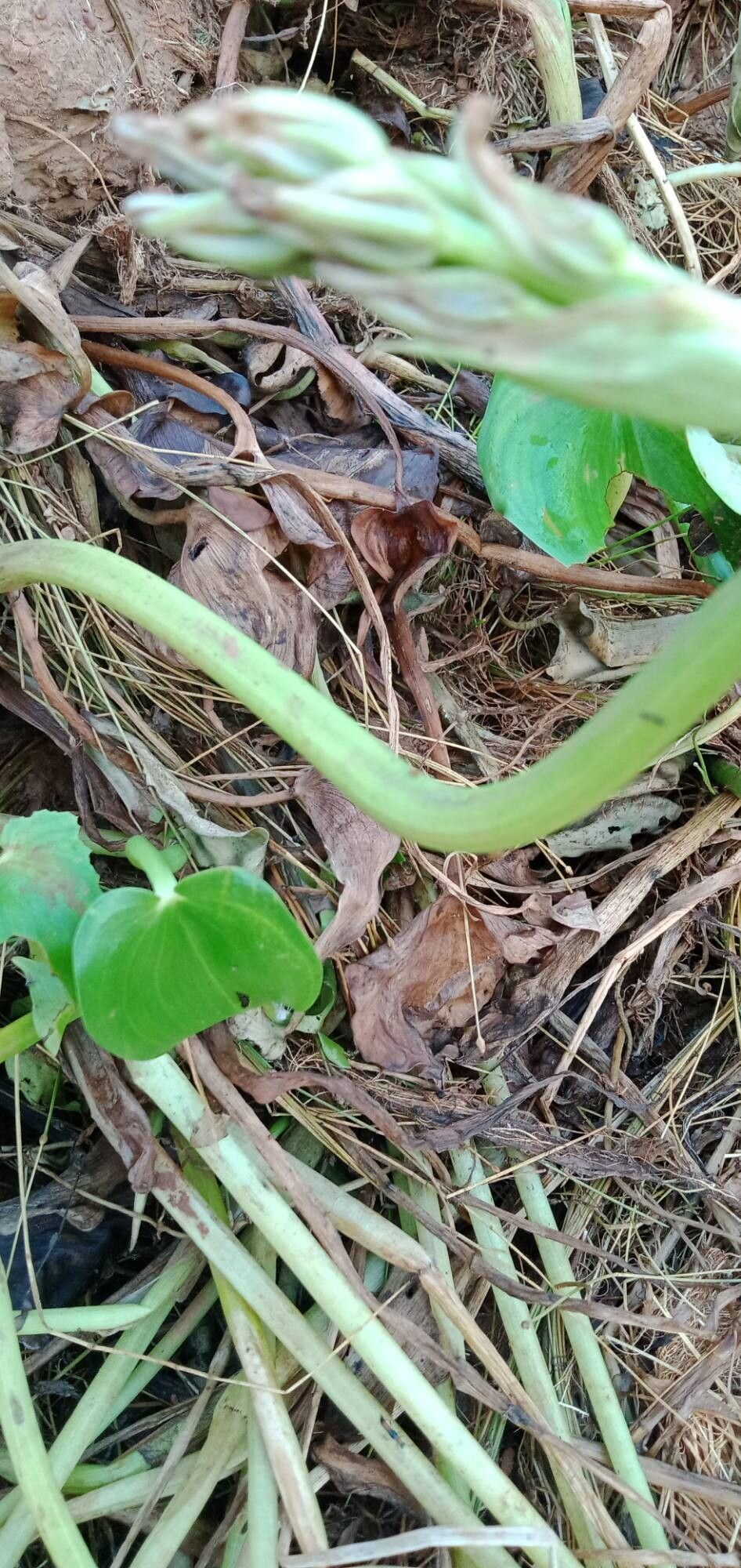 Pontederia hastata bark