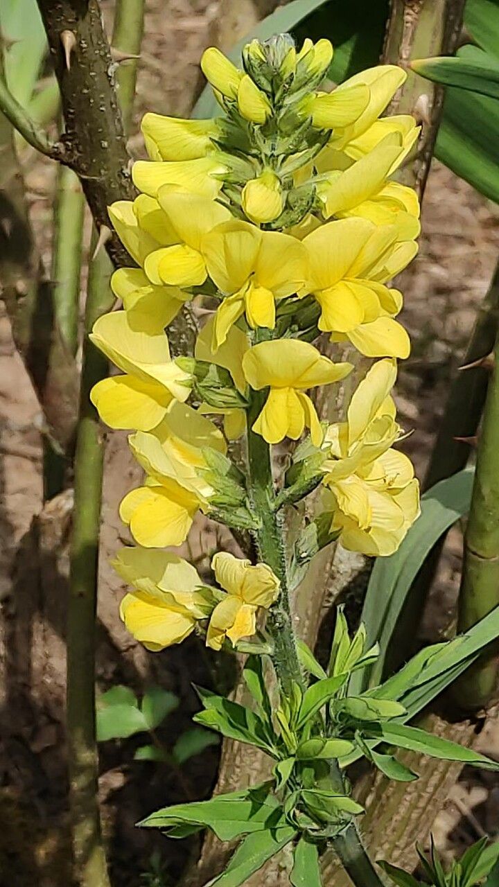 Thermopsis lanceolata flower