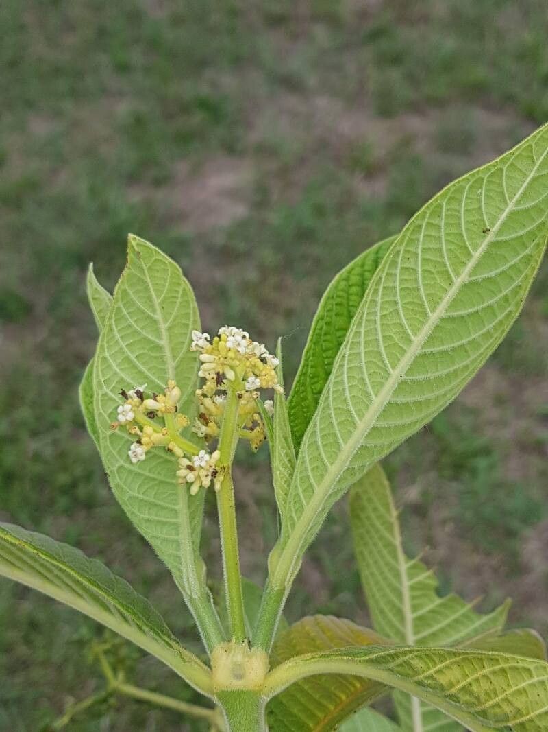 Psychotria micrantha flower
