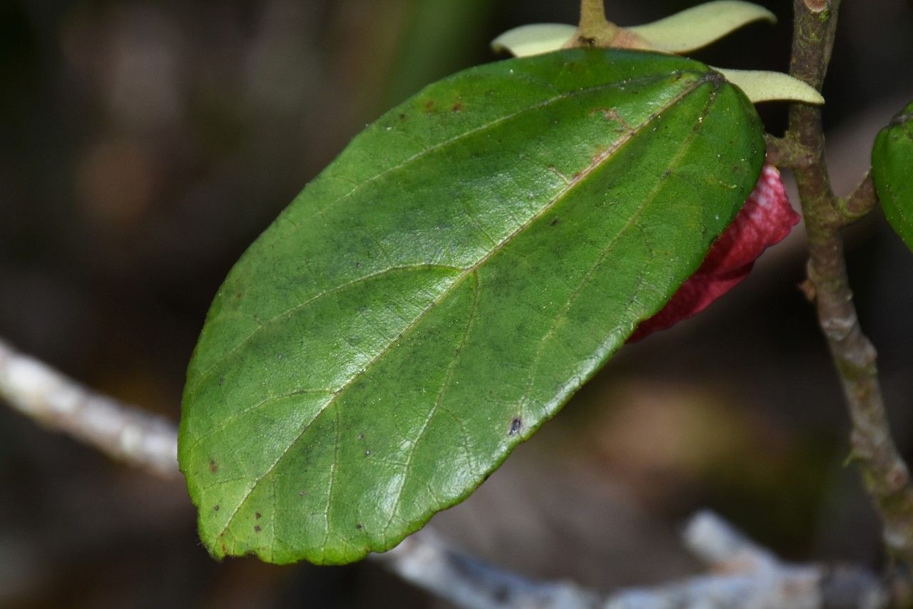 Ruizia blackburniana — related species from the same genus