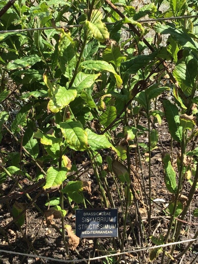 Sisymbrium strictissimum — search result for 'Sisymbrium'