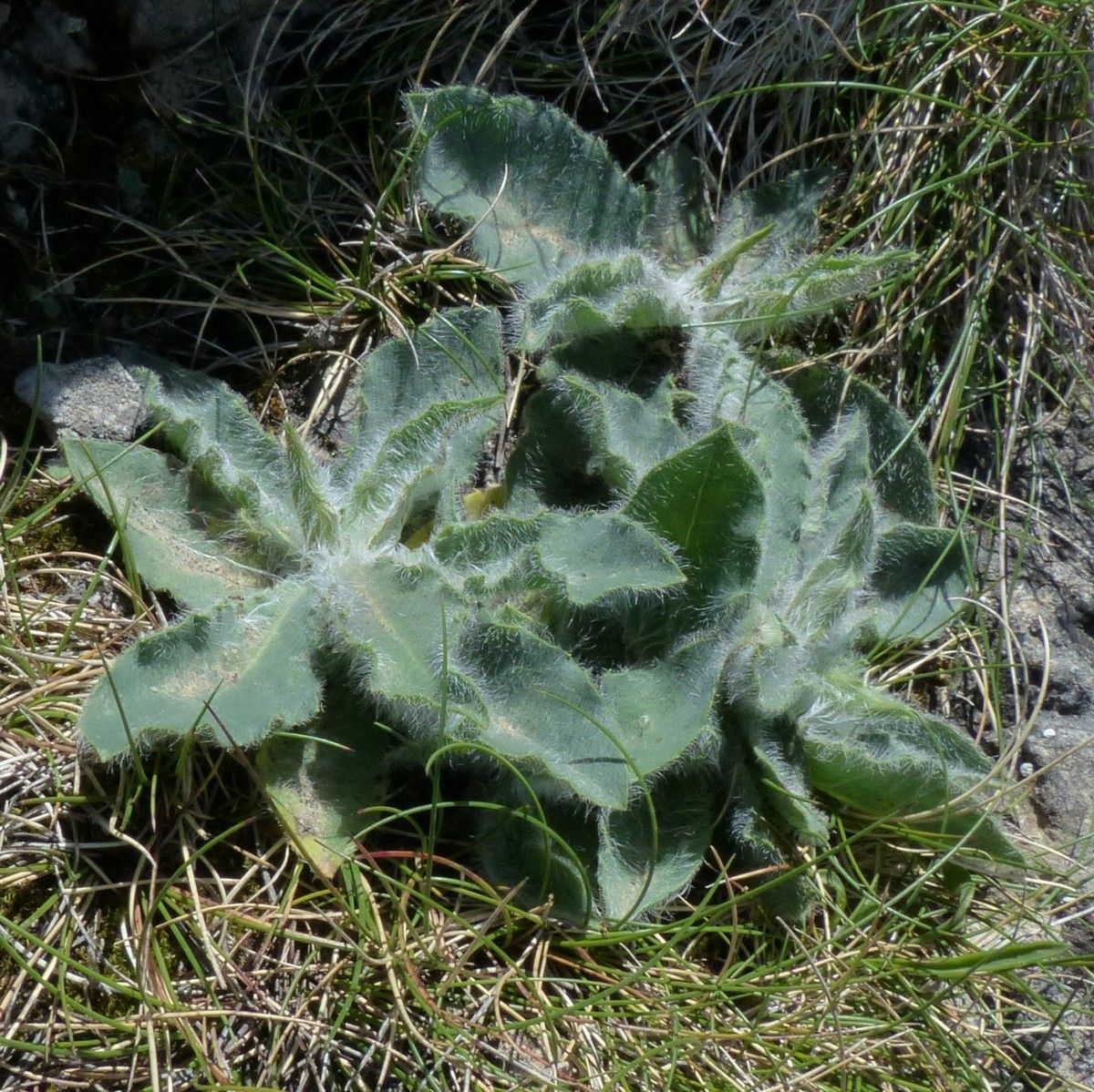 Hieracium lawsonii habit