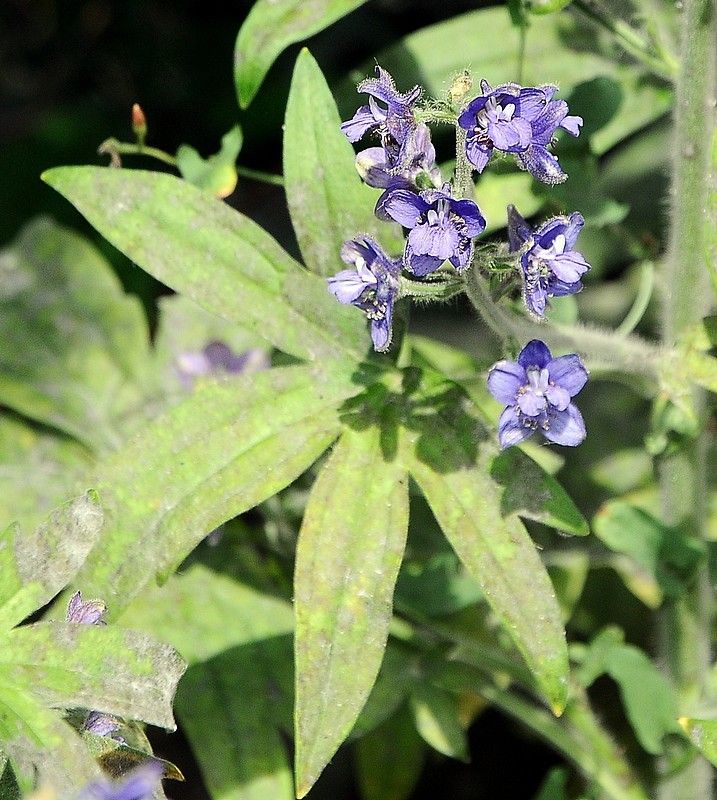 Staphisagria macrosperma leaf