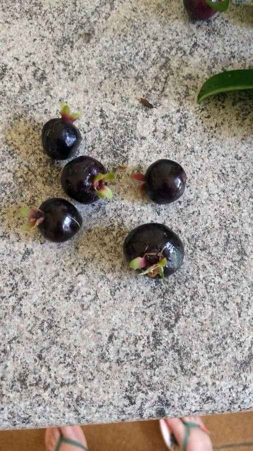 Eugenia brasiliensis fruit