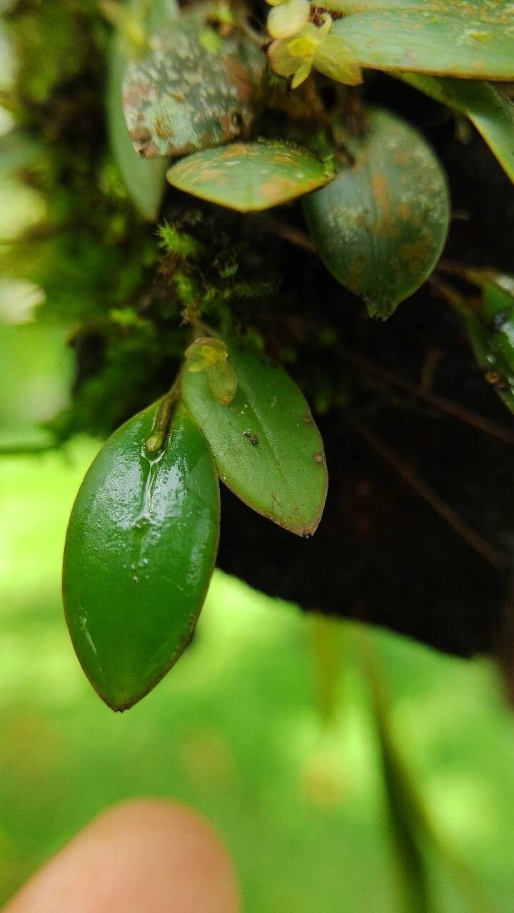 Pleurothallis bitumida — related species from the same genus