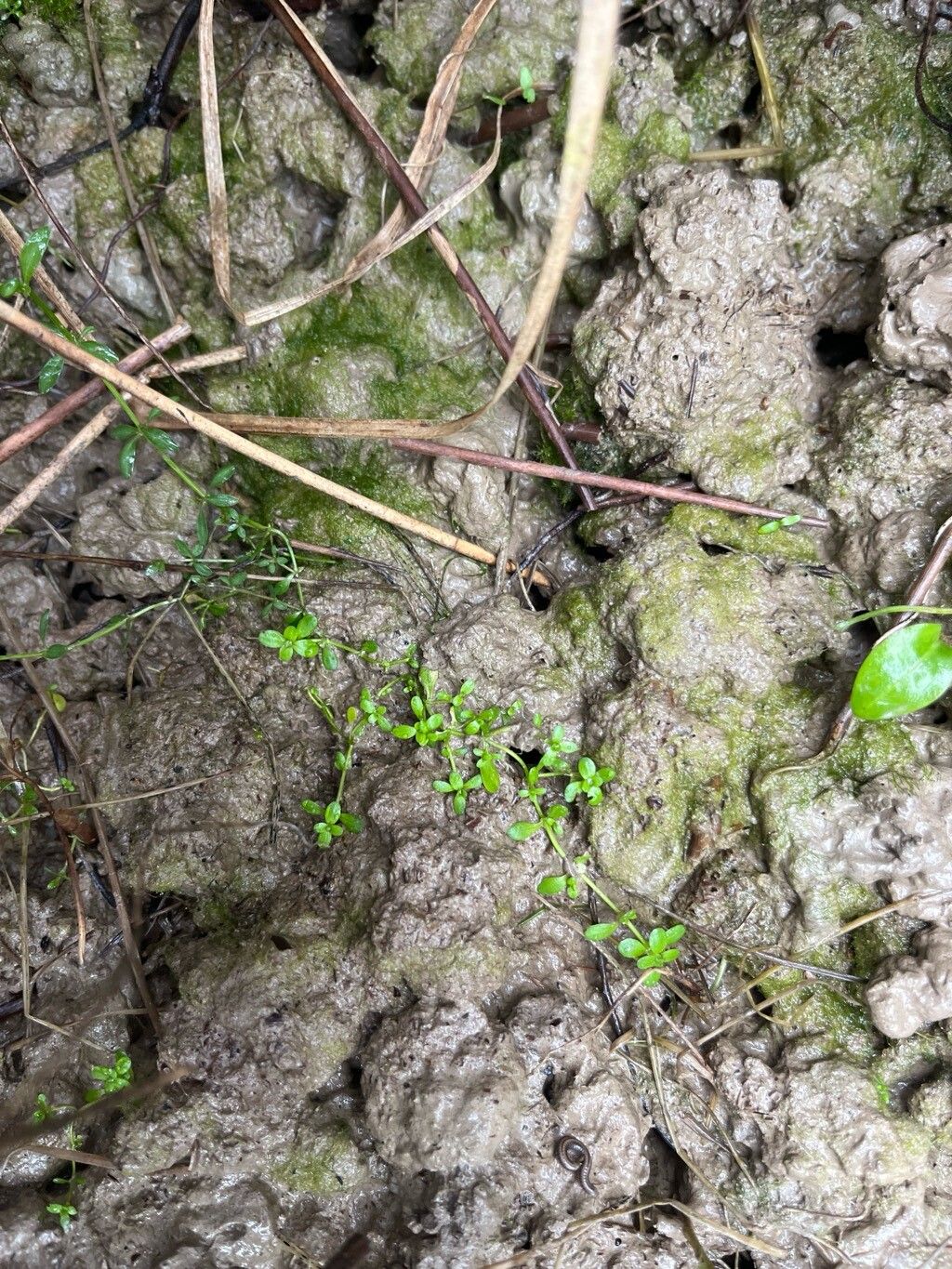 Callitriche peploides — houseplant care guide