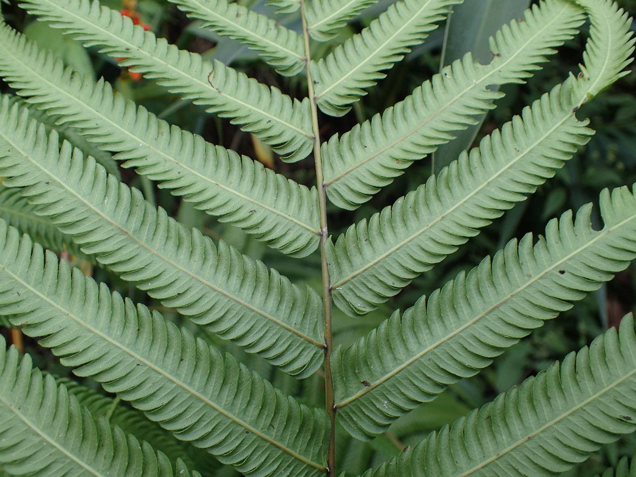 Sphaerostephanos elatus leaf