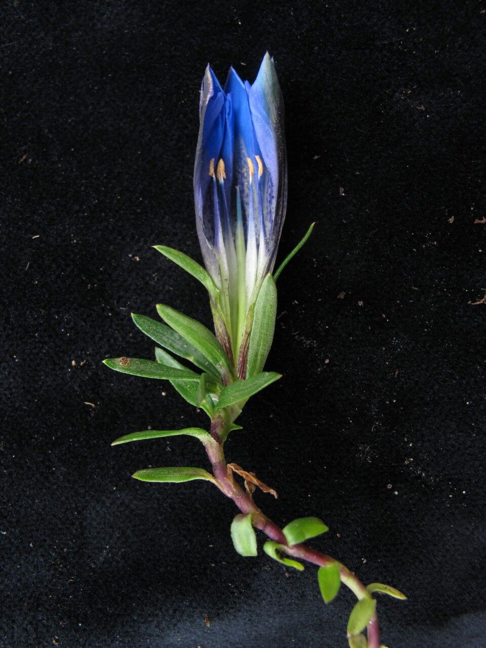 Gentiana obconica — houseplant care guide