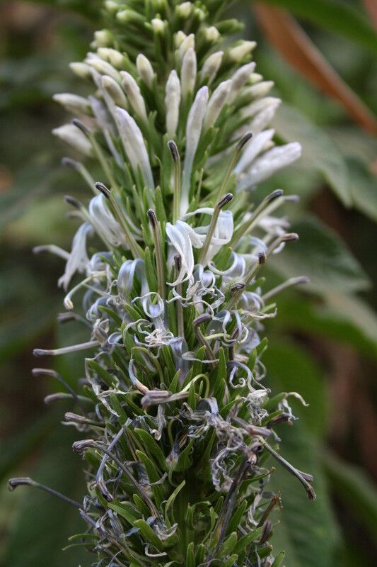 Lobelia columnaris — houseplant care guide