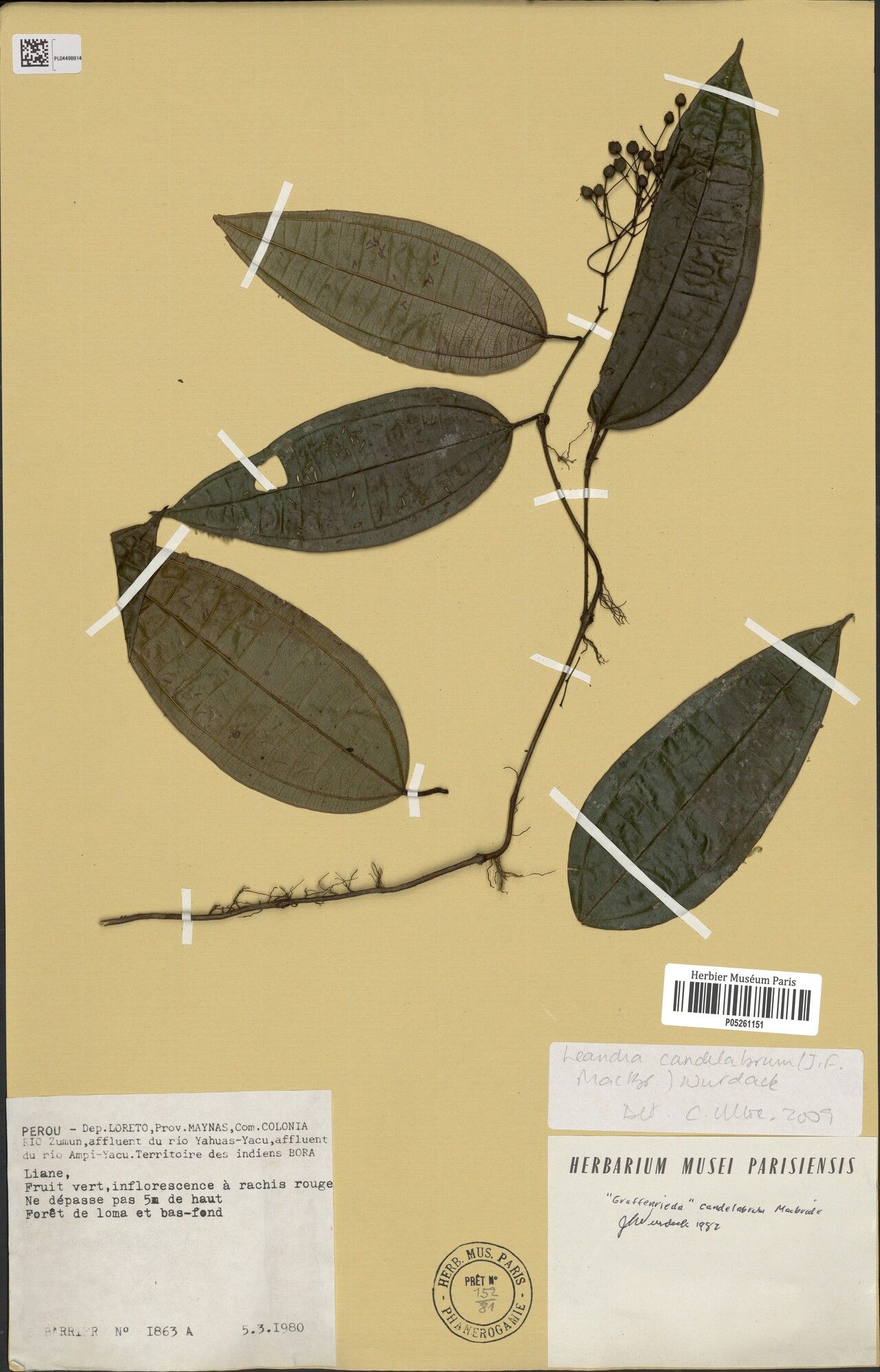 Miconia candelabrum — houseplant care guide