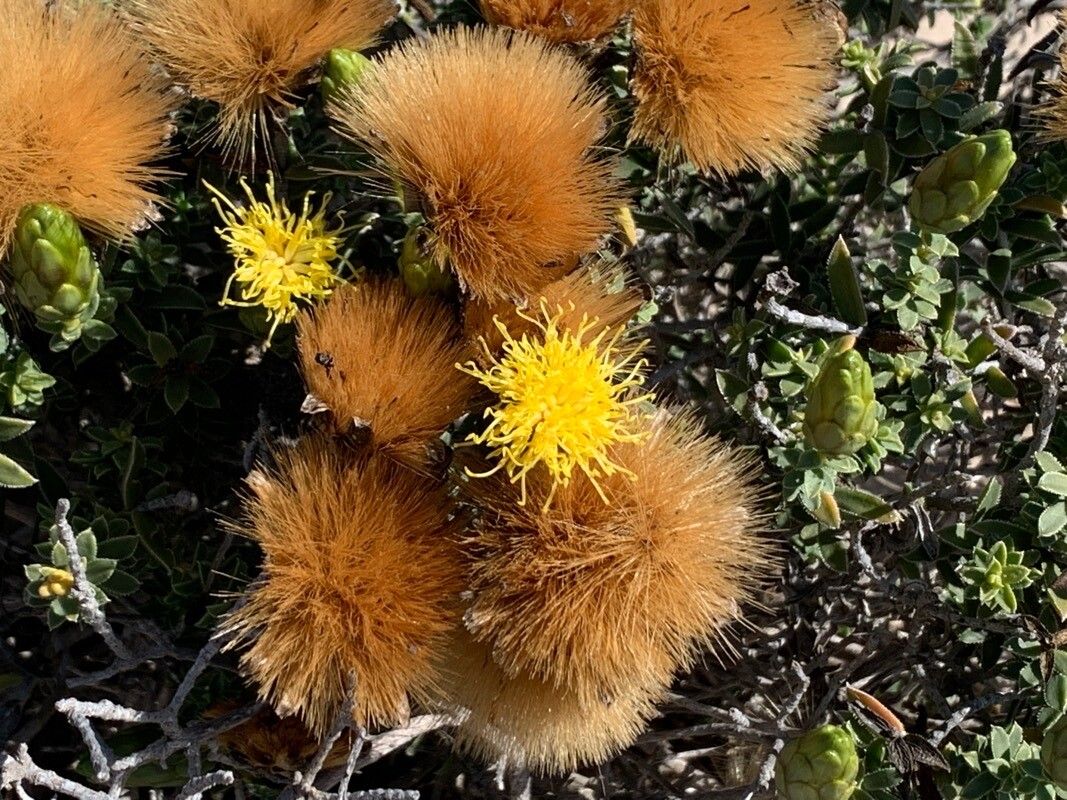 Pteronia onobromoides — related species from the same genus