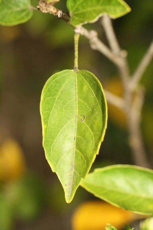Hibiscus boryanus — search result for 'Vanuatu'