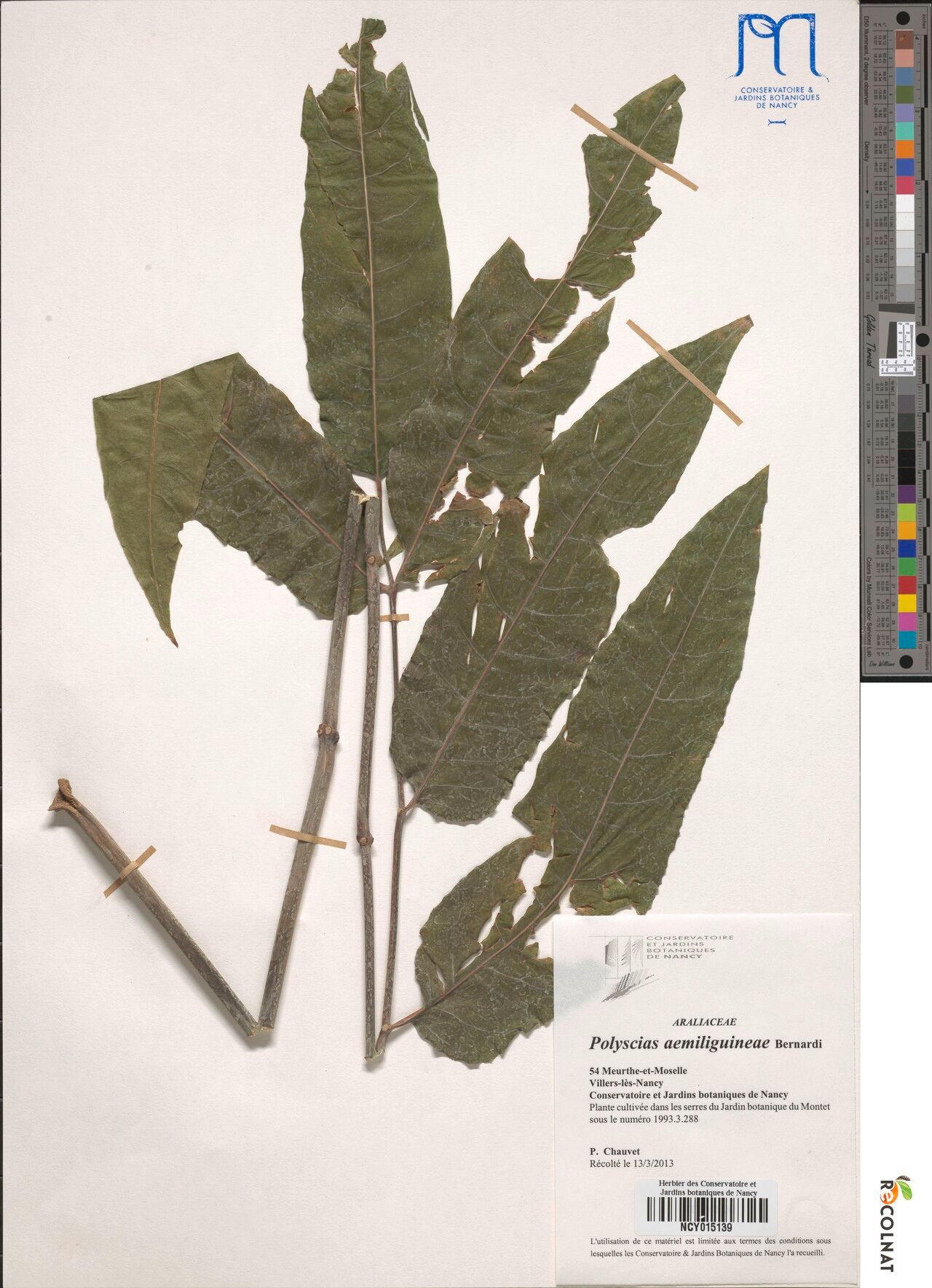 Polyscias aemiliguineae other