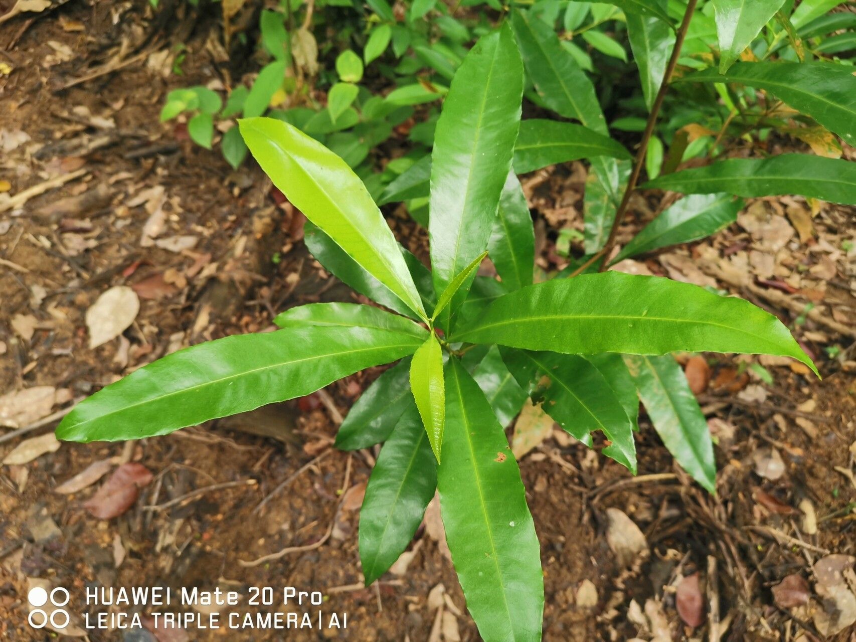 Ixonanthes icosandra — related species from the same genus
