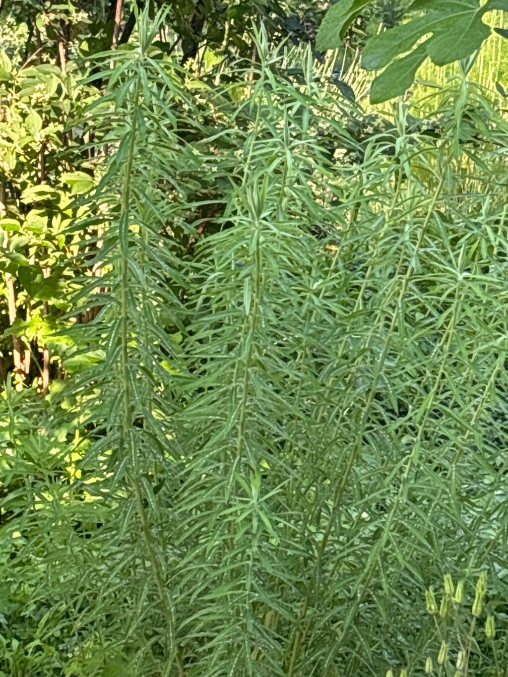 Euphorbia altissima — houseplant care guide