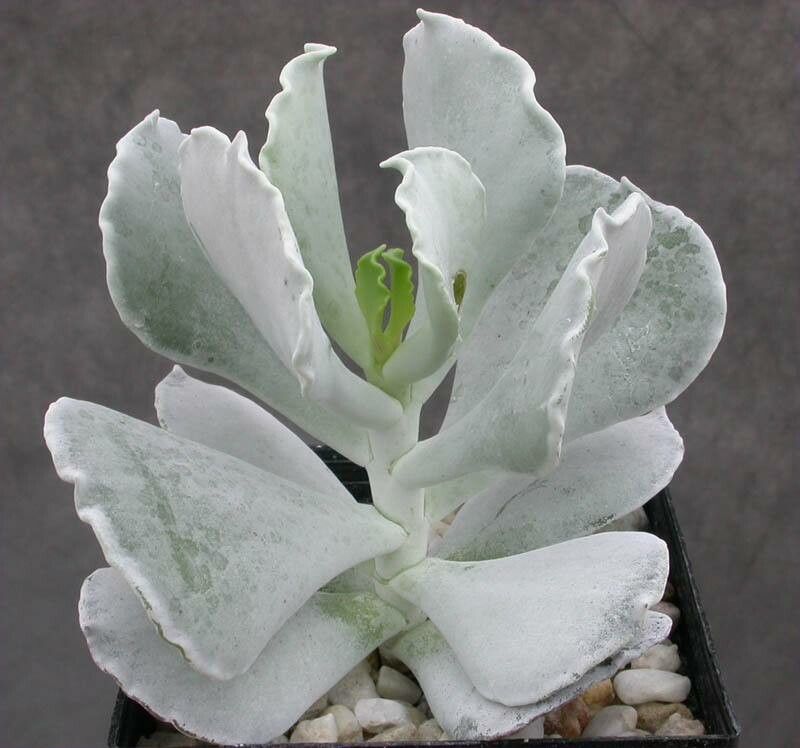 Cotyledon cuneata