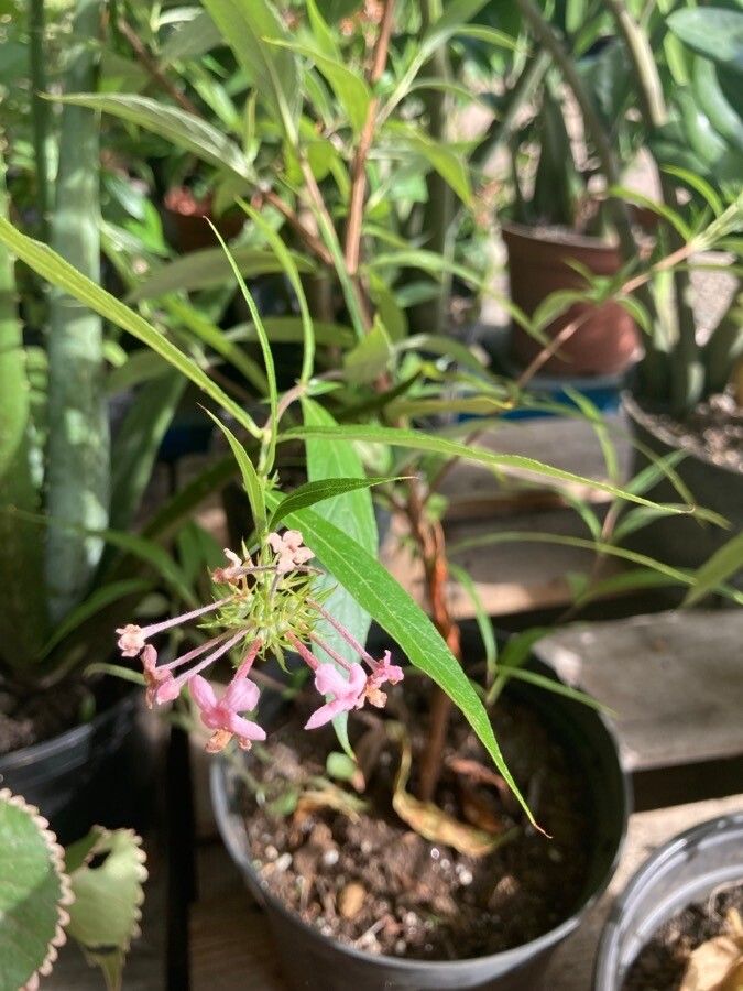 Arachnothryx leucophylla leaf