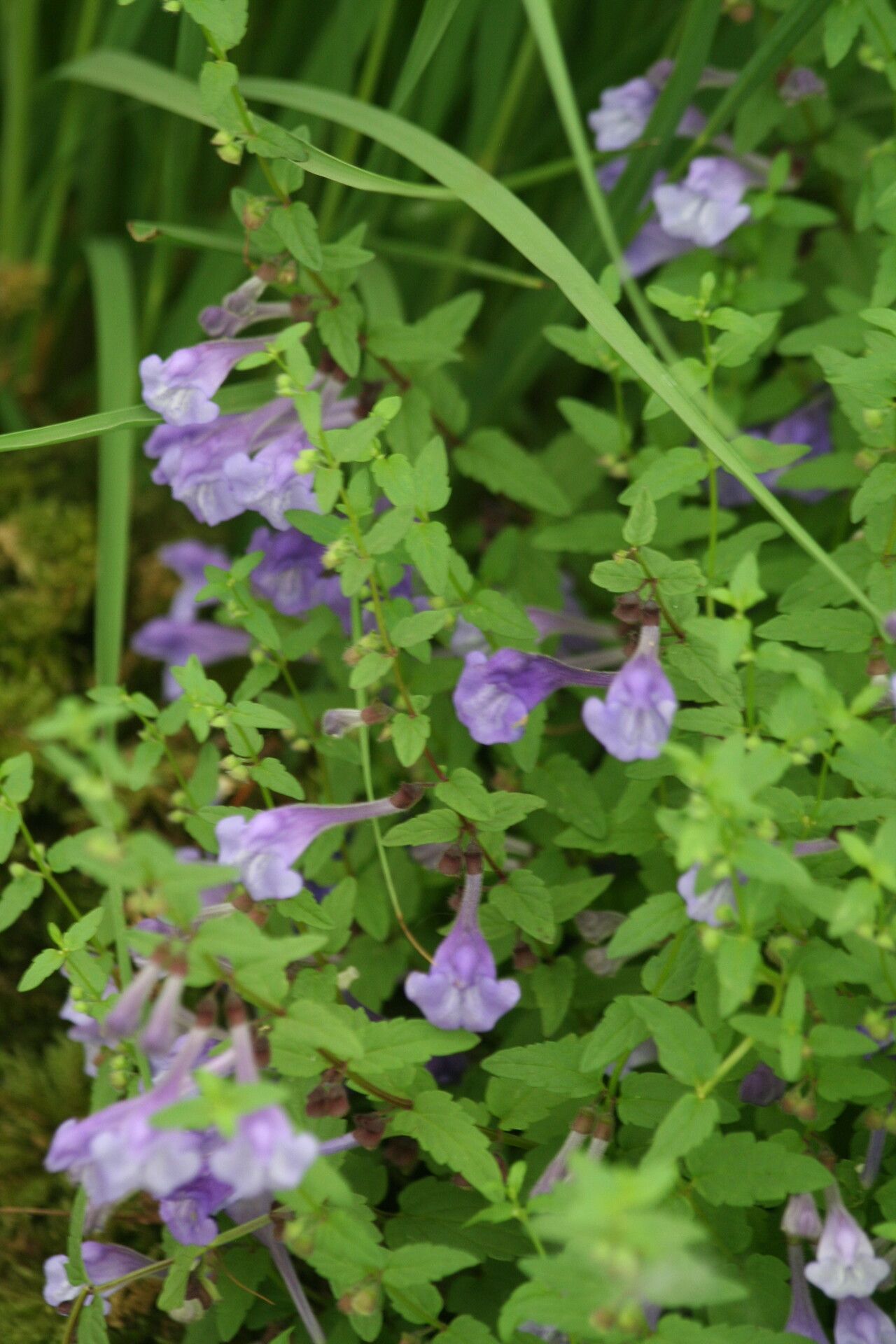 Scutellaria scordiifolia flower