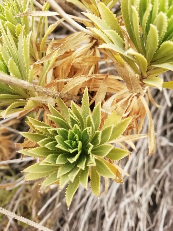 Cheirolophus teydis leaf