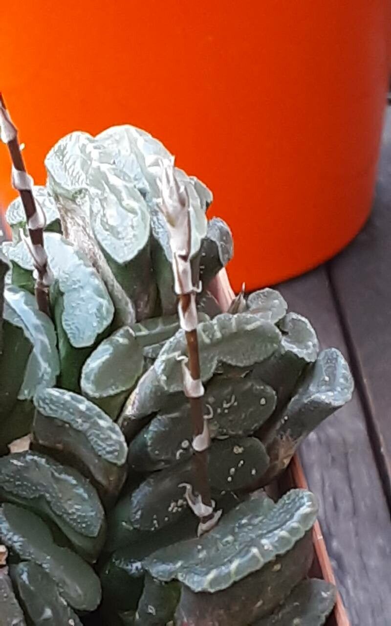 Haworthia truncata flower