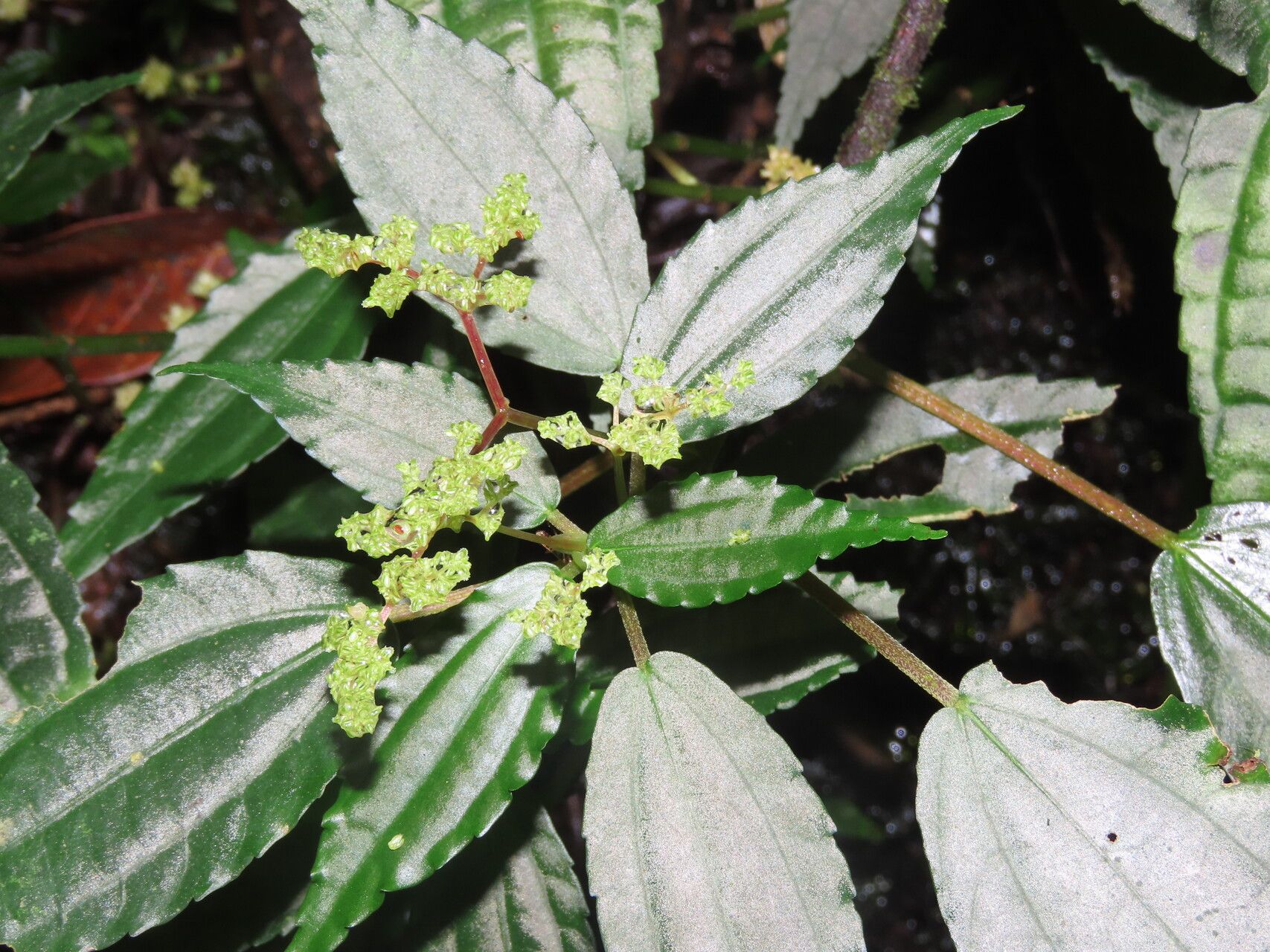 Pilea vulcanica — search result for 'Pilea'