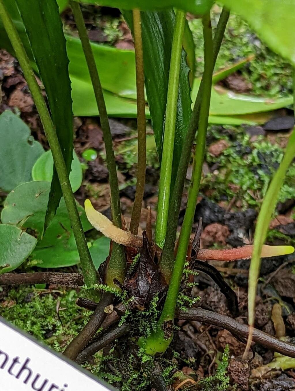 Anthurium berriozabalense bark