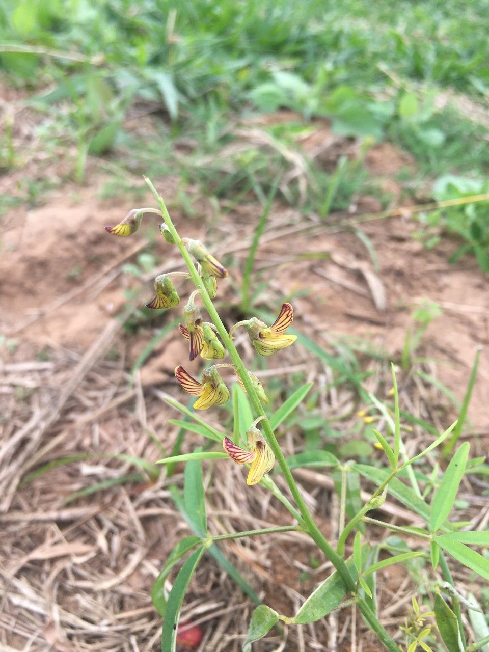 Crotalaria lanceolata flower
