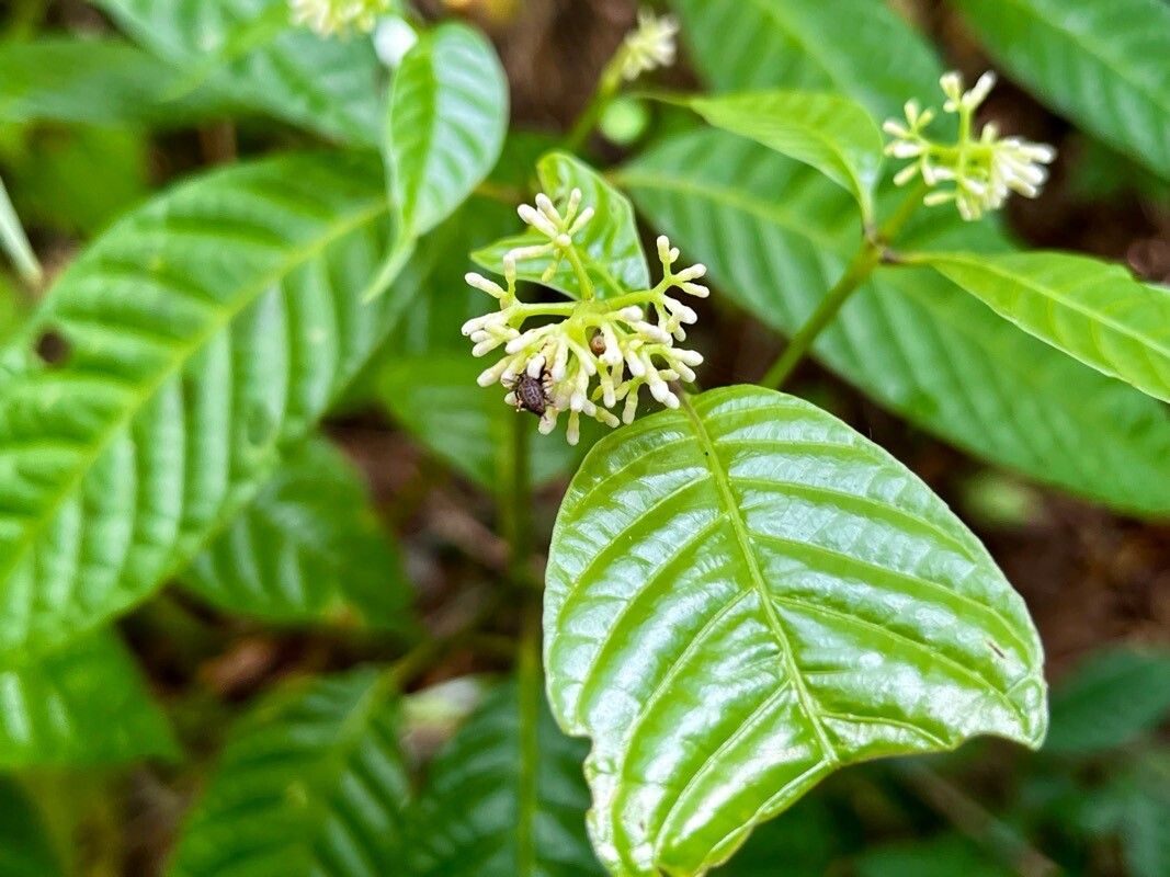 Palicourea acuminata leaf