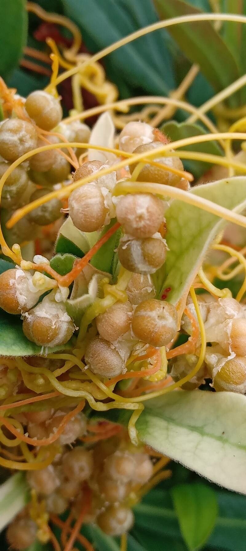 Cuscuta campestris fruit