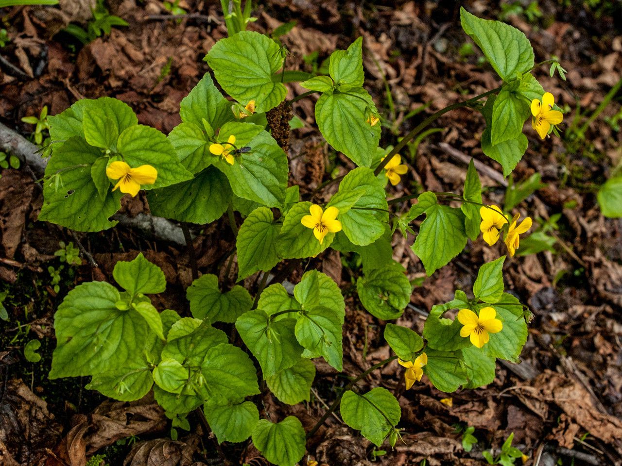 Viola Glabella habit