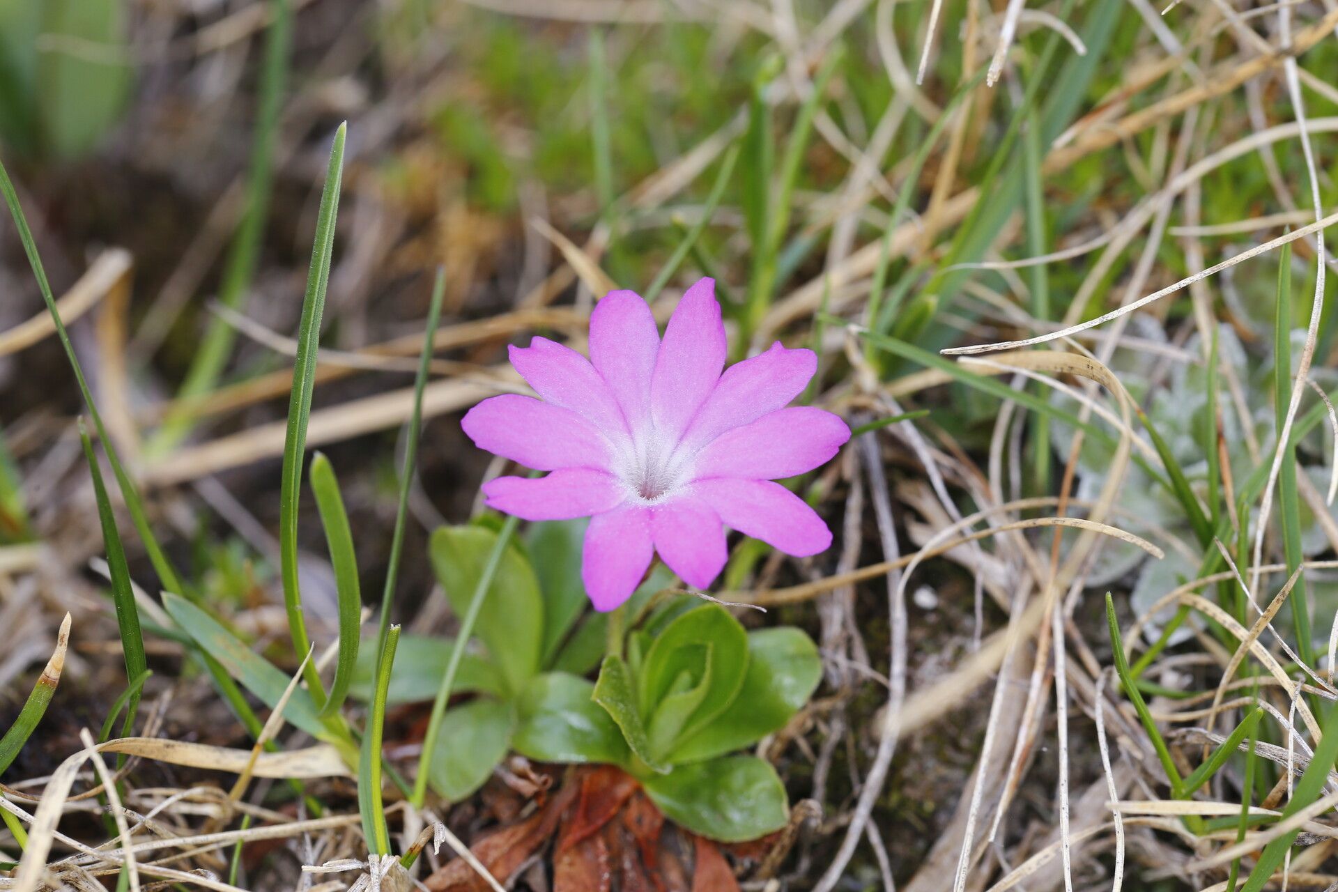 Primula integrifolia flower