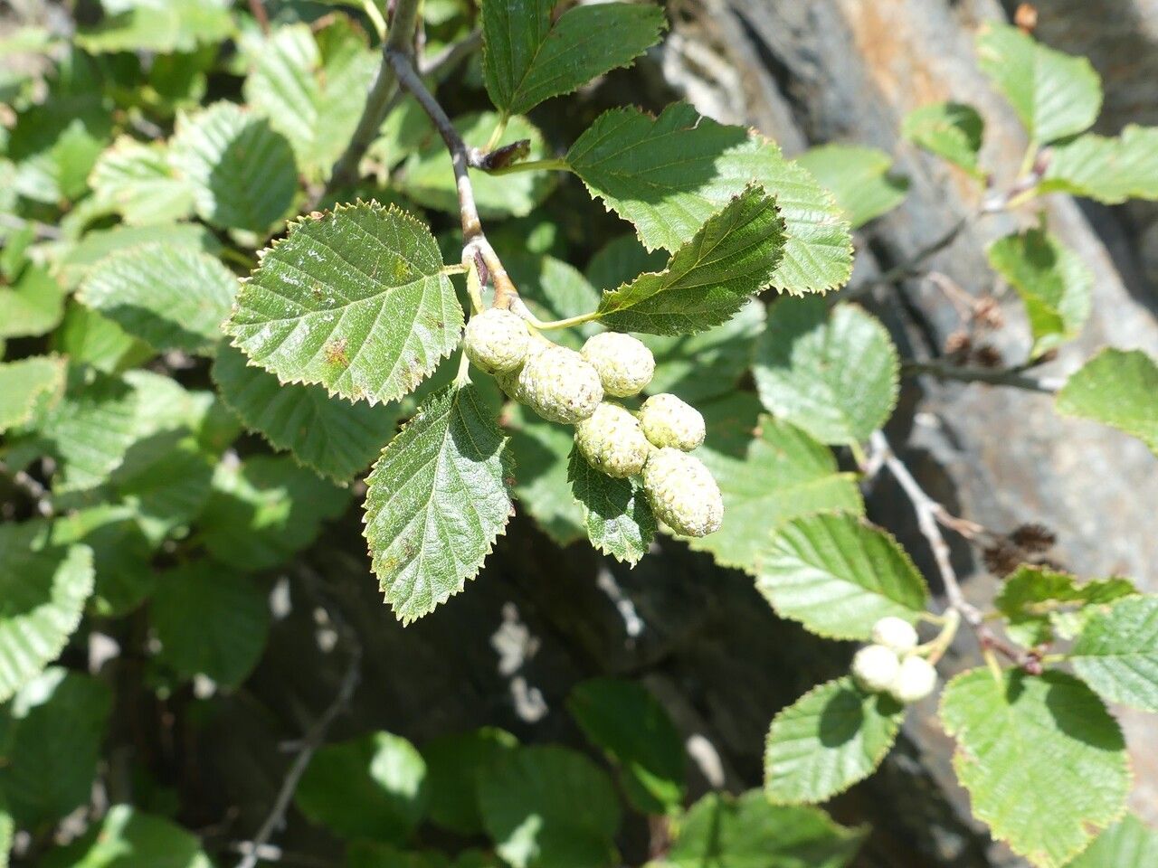 Alnus alnobetula fruit