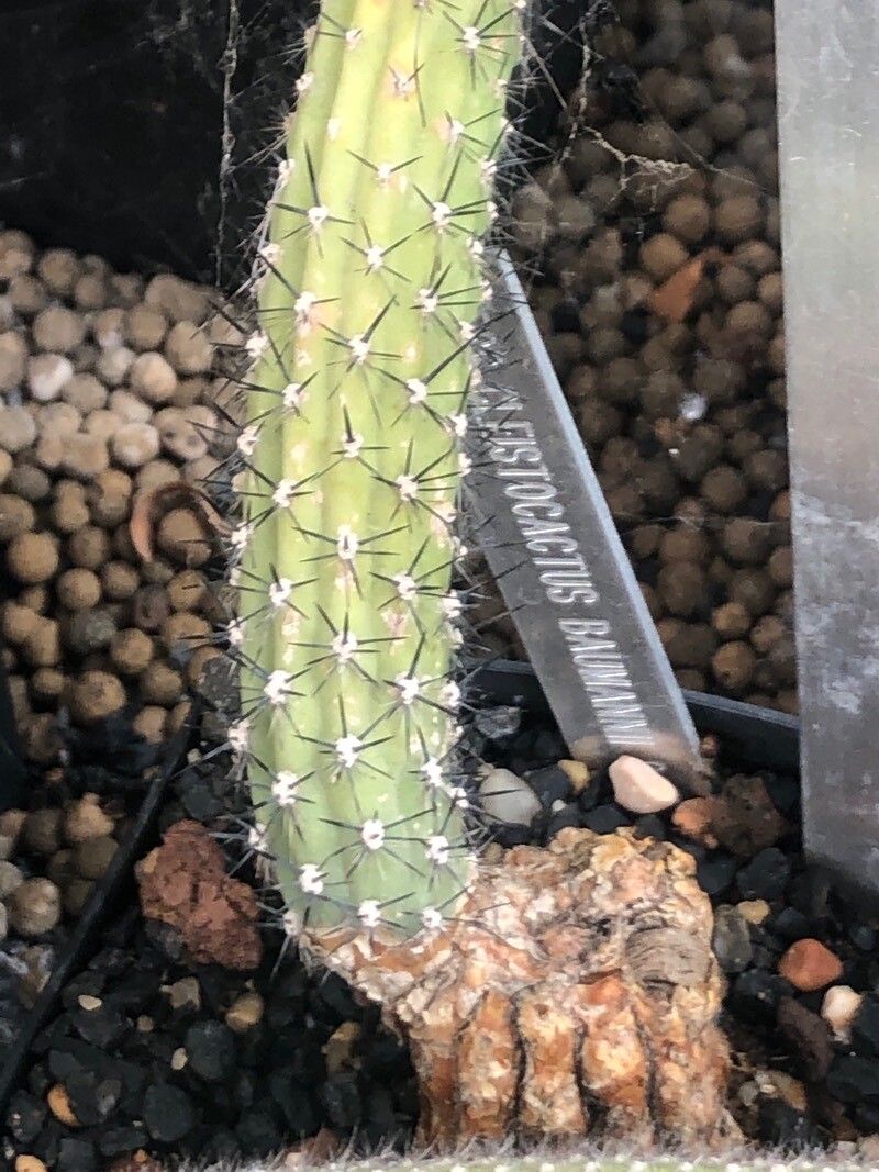 Cleistocactus baumannii leaf