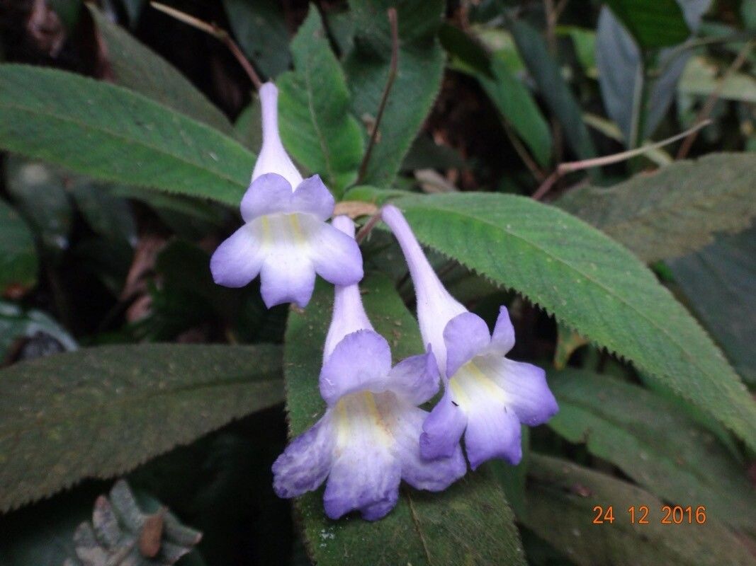 Streptocarpus cyaneus flower