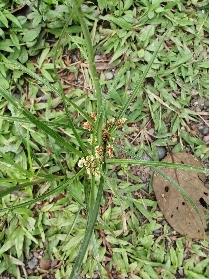 Cyperus entrerianus — search result for 'Cyperus'